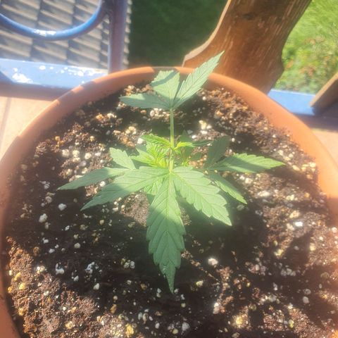 Cherry Pie Auto growlog timeline photo