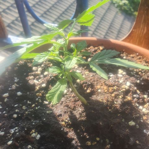 Cherry Pie Auto growlog timeline photo