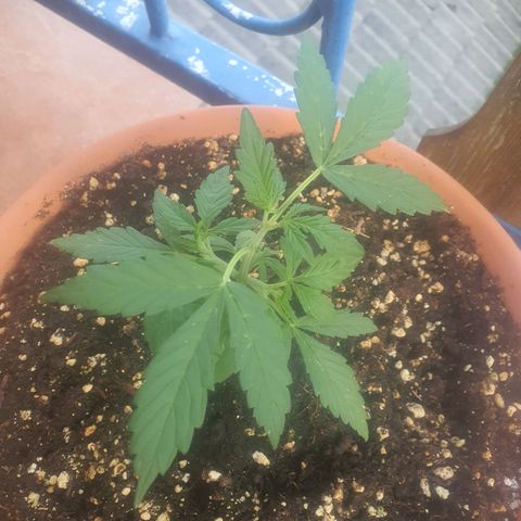 Cherry Pie Auto growlog timeline photo