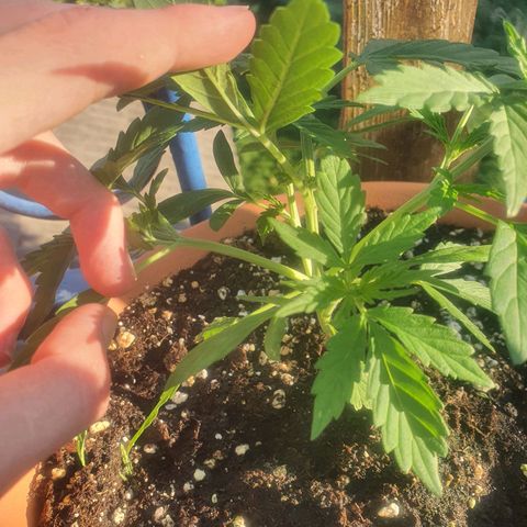 Cherry Pie Auto growlog photo: Watered today with same nutrients, put a gram more in litre and half of water, topped twice again