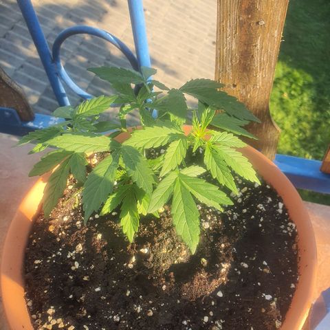 Cherry Pie Auto growlog photo: Watered today with same nutrients, put a gram more in litre and half of water, topped twice again