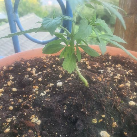Cherry Pie Auto growlog timeline photo