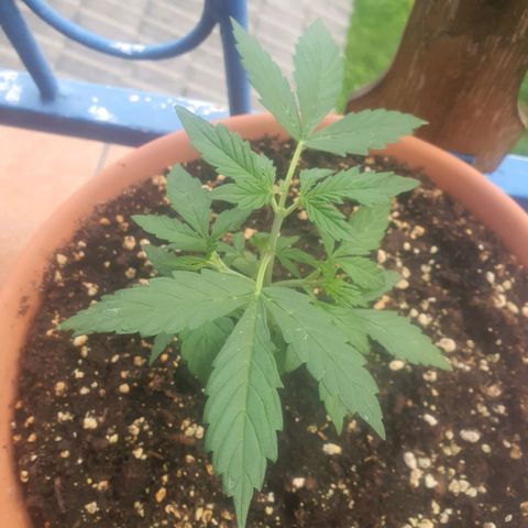Cherry Pie Auto growlog timeline photo