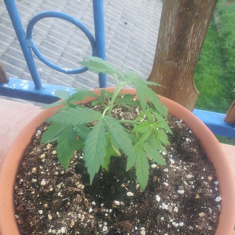 Cherry Pie Auto growlog timeline photo