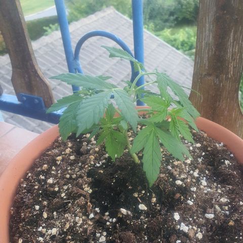 Cherry Pie Auto growlog timeline photo
