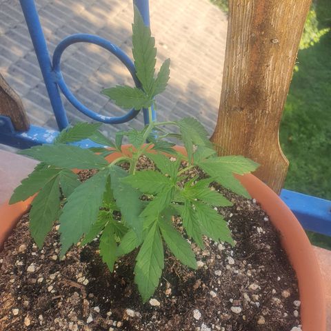Cherry Pie Auto growlog timeline photo