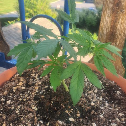Cherry Pie Auto growlog timeline photo
