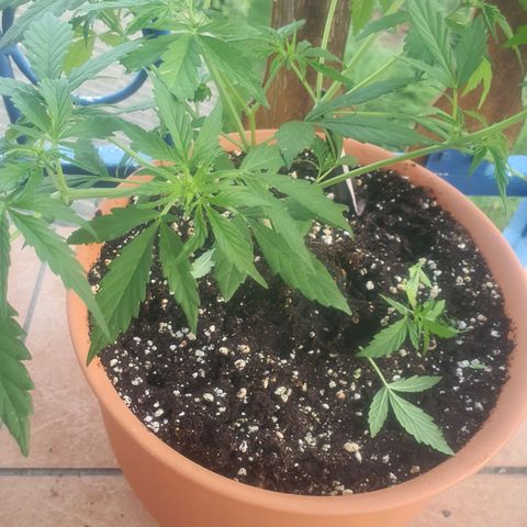 Cherry Pie Auto growlog photo: Litre and a half of booster plus and hybrid nutes, lower spots defoliation, early flowering stage
