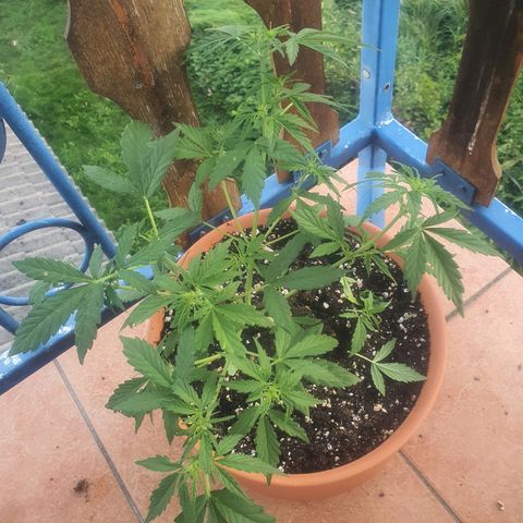 Cherry Pie Auto growlog photo: Litre and a half of booster plus and hybrid nutes, lower spots defoliation, early flowering stage