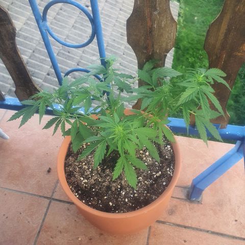 Cherry Pie Auto growlog photo: Litre and a half of booster plus and hybrid nutes, lower spots defoliation, early flowering stage