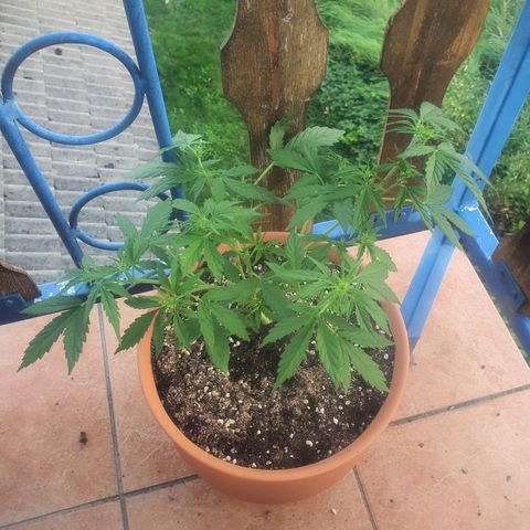 Cherry Pie Auto growlog timeline photo