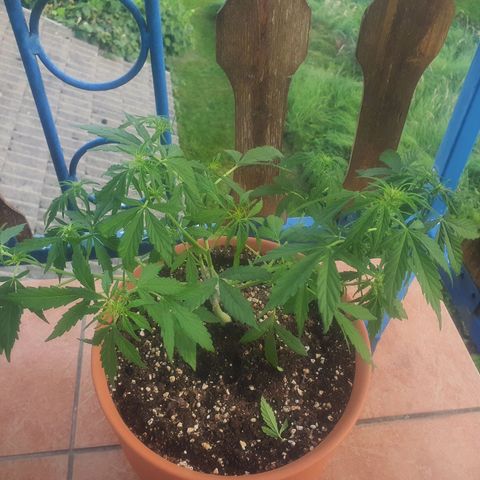 Cherry Pie Auto growlog timeline photo