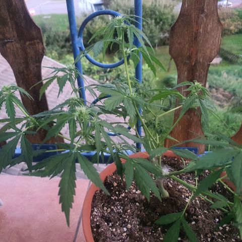 Cherry Pie Auto growlog photo: its been raining heavily for a couple of days so she's been getting enough water im worried she isnt getting enough nutes so ill water with some on the first hotter day. dont want to overwater so for now i let her be. i broke her right stem off quite a bit a few days ago and taped it up back together tightly and its surviving just fine, easy lifehack!