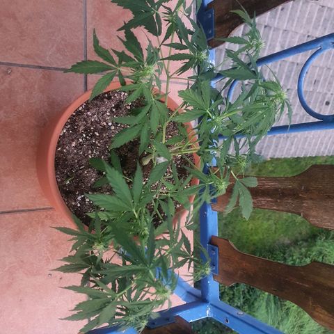 Cherry Pie Auto growlog photo: its been raining heavily for a couple of days so she's been getting enough water im worried she isnt getting enough nutes so ill water with some on the first hotter day. dont want to overwater so for now i let her be. i broke her right stem off quite a bit a few days ago and taped it up back together tightly and its surviving just fine, easy lifehack!