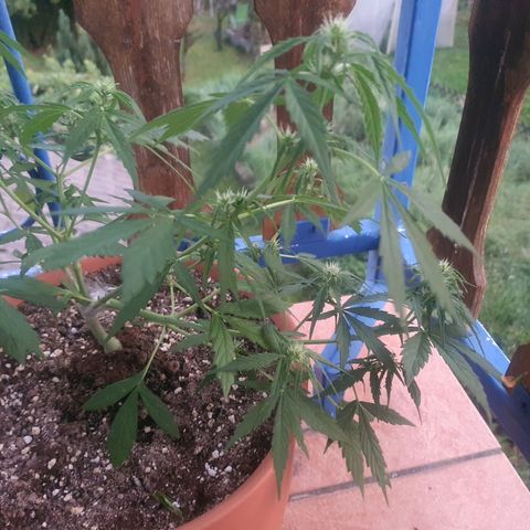 Cherry Pie Auto growlog photo: its been raining heavily for a couple of days so she's been getting enough water im worried she isnt getting enough nutes so ill water with some on the first hotter day. dont want to overwater so for now i let her be. i broke her right stem off quite a bit a few days ago and taped it up back together tightly and its surviving just fine, easy lifehack!