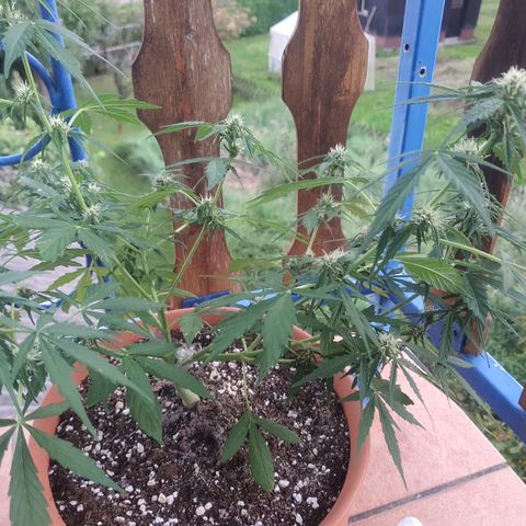 Cherry Pie Auto growlog photo: Still doing the usual feeding of recommended dose of booster plus by greenhouse every few days. I only water with nutes when there hasnt been any rain for a few days.