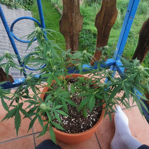 Cherry Pie Auto growlog photo: Still doing the usual feeding of recommended dose of booster plus by greenhouse every few days. I only water with nutes when there hasnt been any rain for a few days.