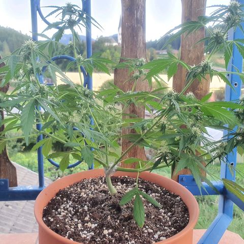 Cherry Pie Auto growlog photo: Still doing the usual feeding of recommended dose of booster plus by greenhouse every few days. I only water with nutes when there hasnt been any rain for a few days.