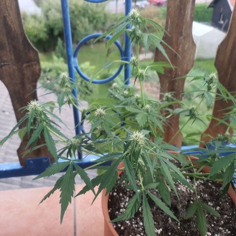 Cherry Pie Auto growlog photo: Still doing the usual feeding of recommended dose of booster plus by greenhouse every few days. I only water with nutes when there hasnt been any rain for a few days.