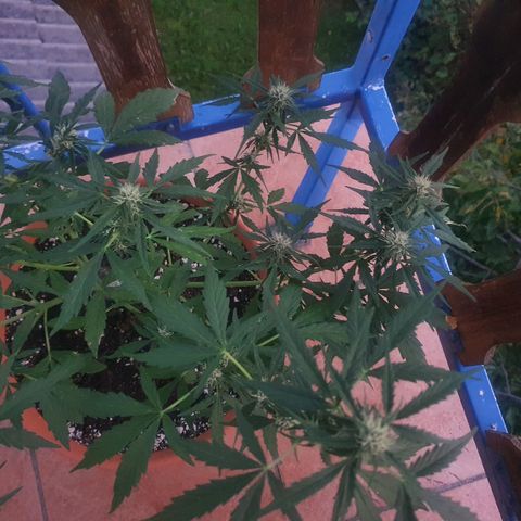 Cherry Pie Auto growlog timeline photo