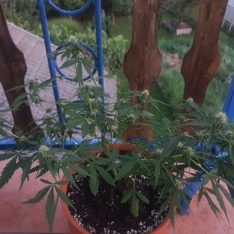 Cherry Pie Auto growlog timeline photo
