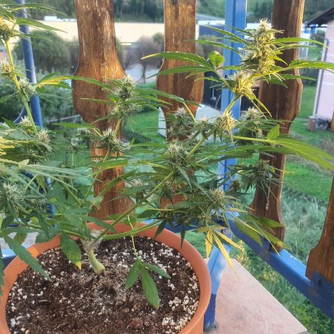 Cherry Pie Auto growlog photo: The buds are stunning to look at already, ive checked for any mold or rot but she seems alright so far, even though its been raining for a few days now. 