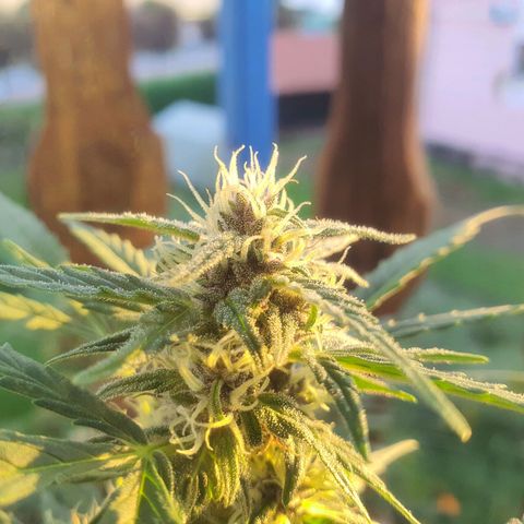 Cherry Pie Auto growlog photo: The buds are stunning to look at already, ive checked for any mold or rot but she seems alright so far, even though its been raining for a few days now. 