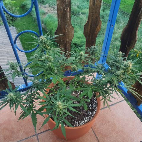 Cherry Pie Auto growlog photo: The buds are stunning to look at already, ive checked for any mold or rot but she seems alright so far, even though its been raining for a few days now. 