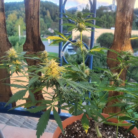 Cherry Pie Auto growlog photo: The buds are stunning to look at already, ive checked for any mold or rot but she seems alright so far, even though its been raining for a few days now. 