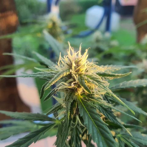 Cherry Pie Auto growlog photo: The buds are stunning to look at already, ive checked for any mold or rot but she seems alright so far, even though its been raining for a few days now. 