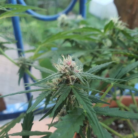 Cherry Pie Auto growlog photo: The buds are stunning to look at already, ive checked for any mold or rot but she seems alright so far, even though its been raining for a few days now. 