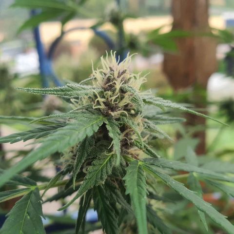 Cherry Pie Auto growlog timeline photo