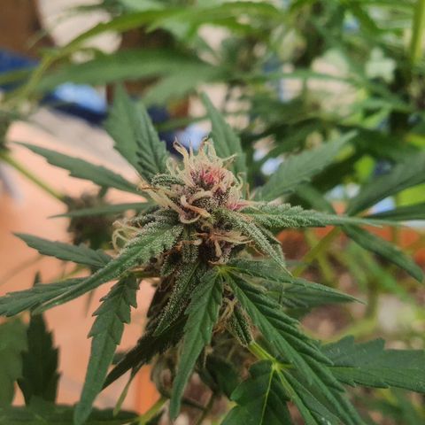 Cherry Pie Auto growlog timeline photo