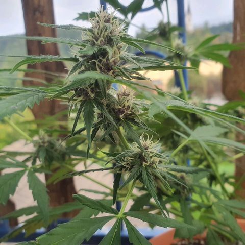 Cherry Pie Auto growlog timeline photo