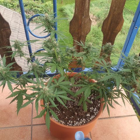 Cherry Pie Auto growlog timeline photo