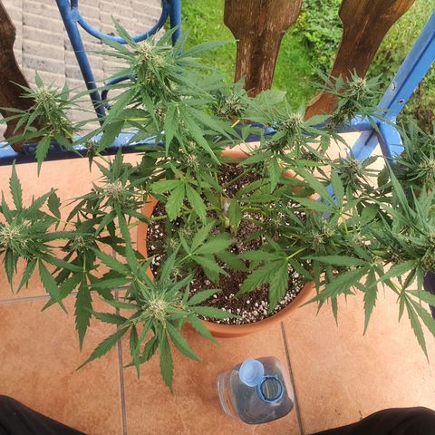 Cherry Pie Auto growlog timeline photo