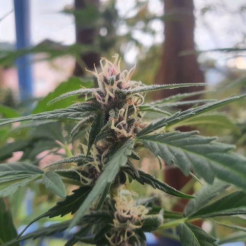 Cherry Pie Auto growlog timeline photo