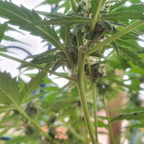 Cherry Pie Auto growlog timeline photo