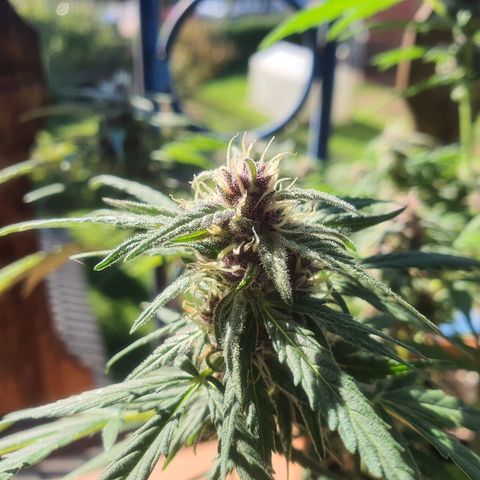 Cherry Pie Auto growlog timeline photo