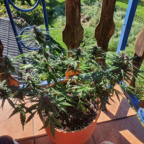 Cherry Pie Auto growlog timeline photo
