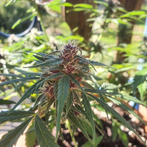 Cherry Pie Auto growlog timeline photo