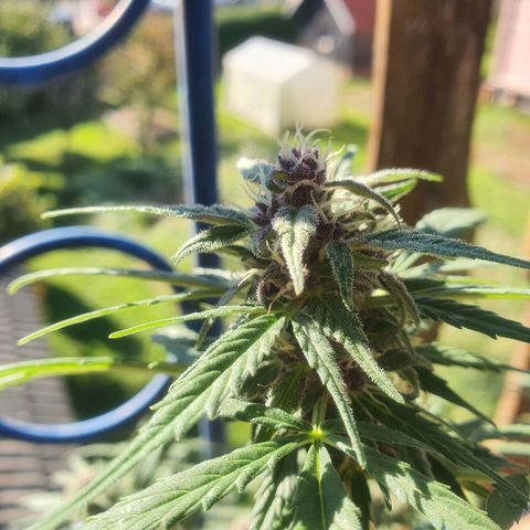 Cherry Pie Auto growlog timeline photo