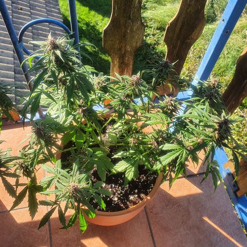 Cherry Pie Auto growlog timeline photo