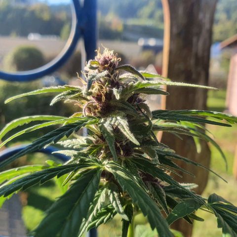 Cherry Pie Auto growlog timeline photo