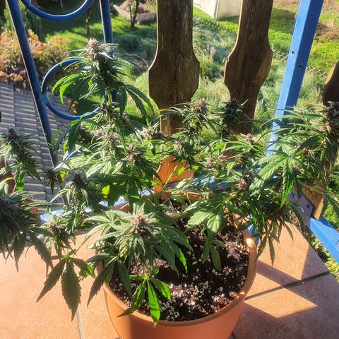 Cherry Pie Auto growlog timeline photo