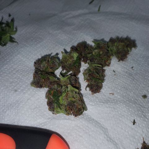 Cherry Pie Auto growlog photo: Was trimming still wet fan leaves off so they're looking like somewhat buds now🥲