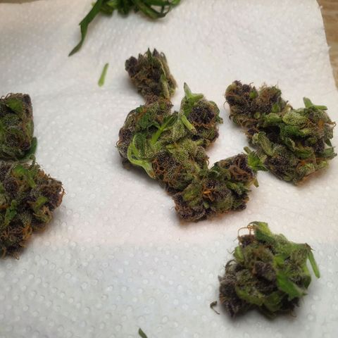 Cherry Pie Auto growlog photo: Was trimming still wet fan leaves off so they're looking like somewhat buds now🥲