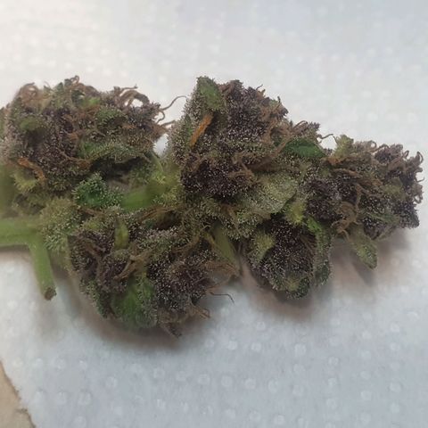 Cherry Pie Auto growlog timeline photo