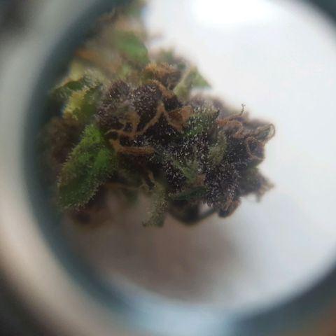 Cherry Pie Auto growlog timeline photo