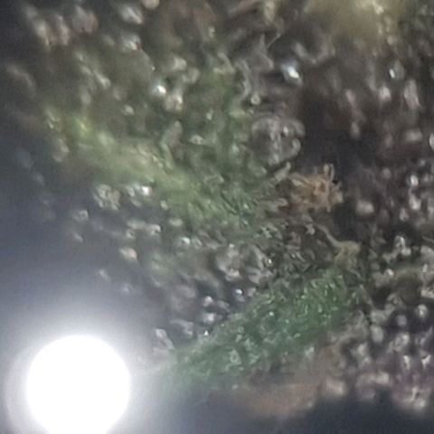 Cherry Pie Auto growlog timeline photo